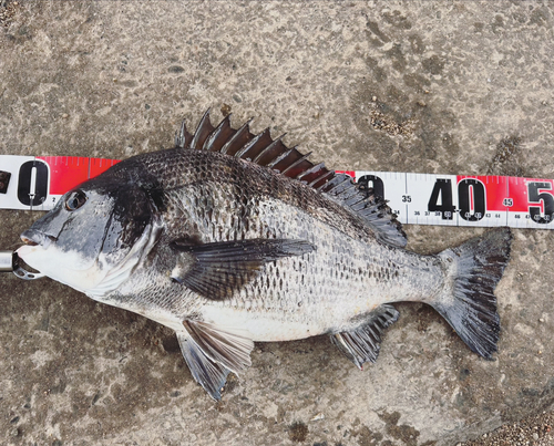 チヌの釣果