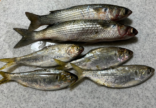 コノシロの釣果