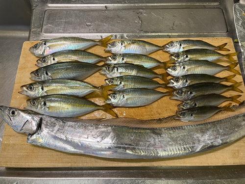 タチウオの釣果