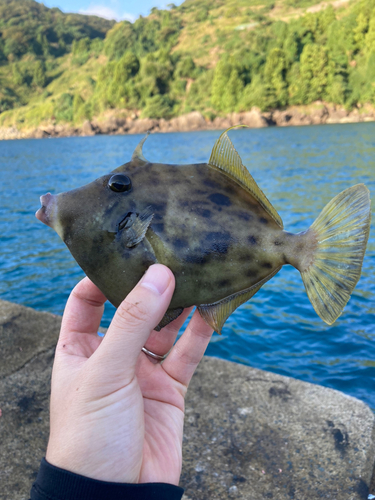 カワハギの釣果