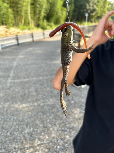 フナの釣果