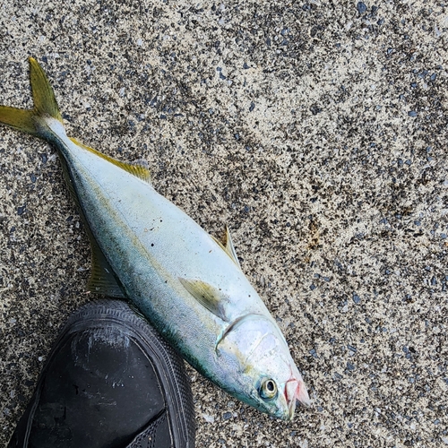 イナダの釣果