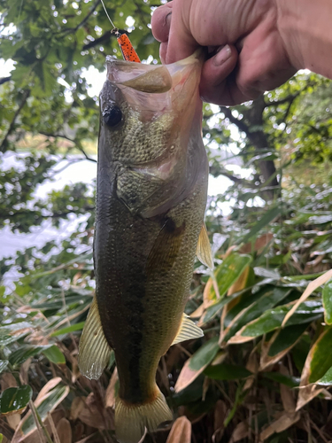 釣果