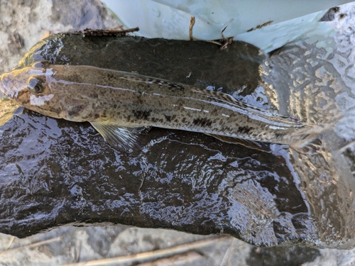 マハゼの釣果