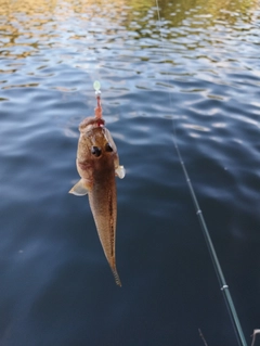 マハゼの釣果