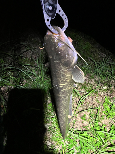 マナマズの釣果