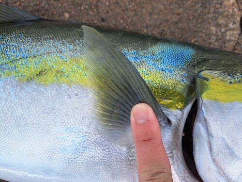 ブリの釣果