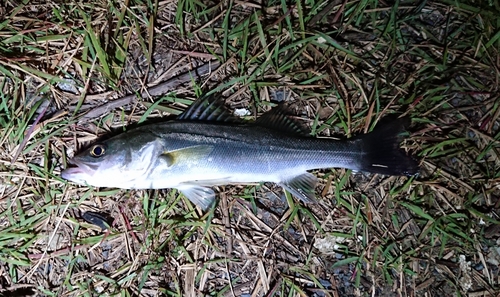 フッコ（マルスズキ）の釣果