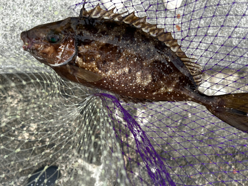 アイゴの釣果