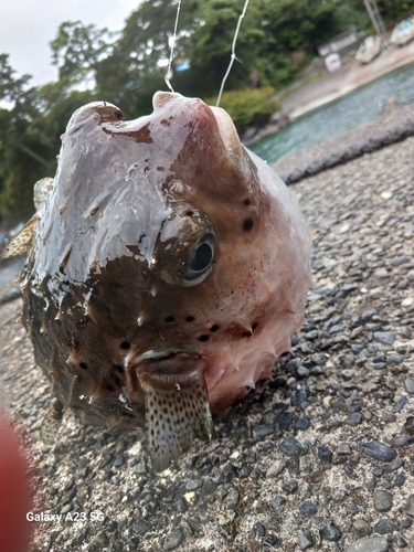 イシガキフグの釣果