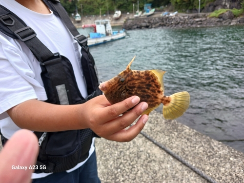 カワハギの釣果