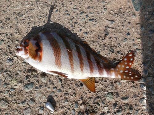 タカノハダイの釣果