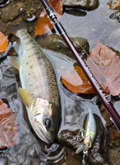 ヤマメの釣果