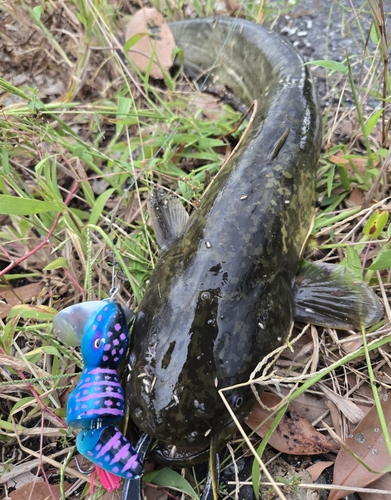 ナマズの釣果