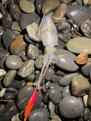 アオリイカの釣果