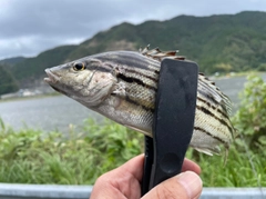 シマイサキの釣果