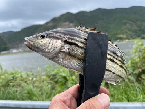 シマイサキの釣果