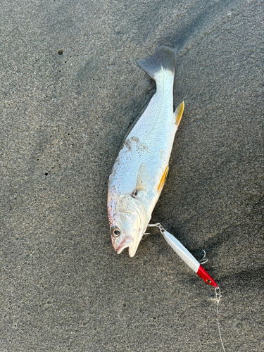 ニベの釣果