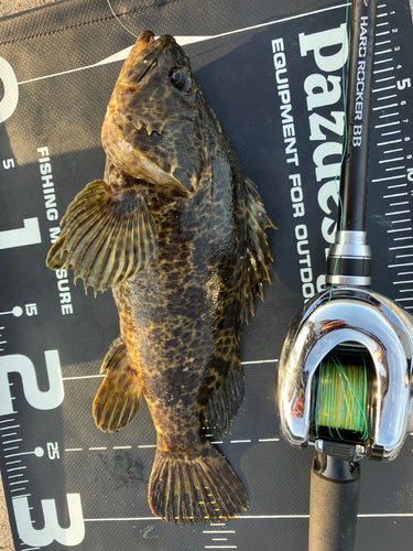 タケノコメバルの釣果