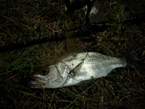 セイゴ（ヒラスズキ）の釣果