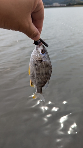 キビレの釣果