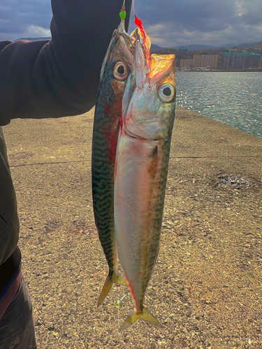 サバの釣果