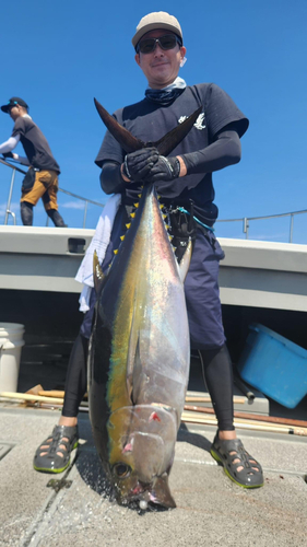 メバチマグロの釣果