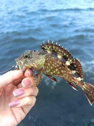 ガシラの釣果