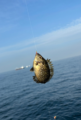 アイゴの釣果