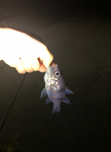 ヨコスジイシモチの釣果