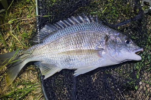 キビレの釣果