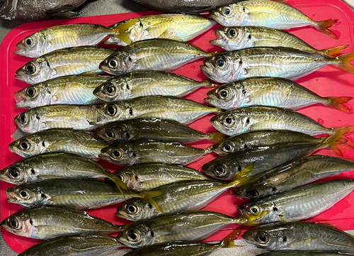 アジの釣果