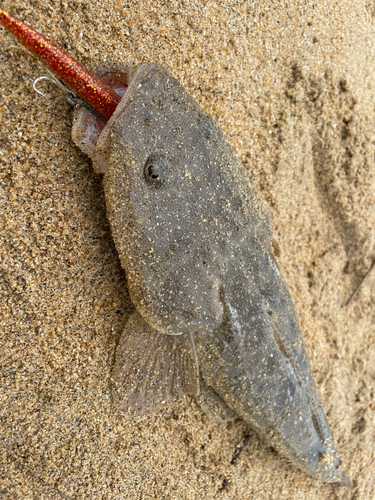 マゴチの釣果