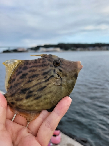 カワハギの釣果