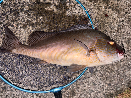 コロダイの釣果