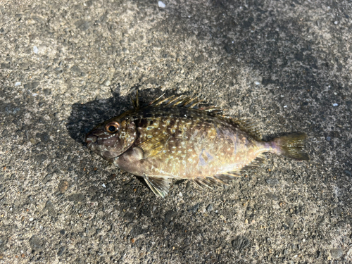 アイゴの釣果