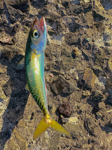 サバの釣果