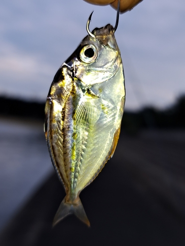 ヒイラギの釣果