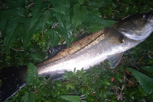 シーバスの釣果