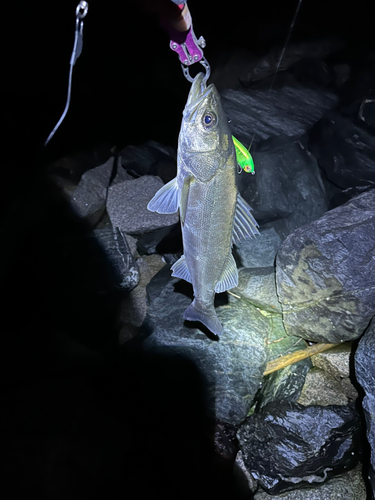 スズキの釣果