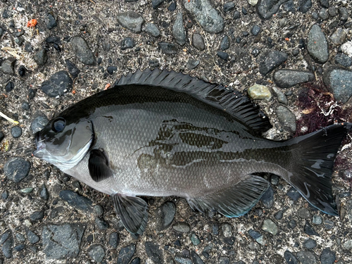 クロメジナの釣果