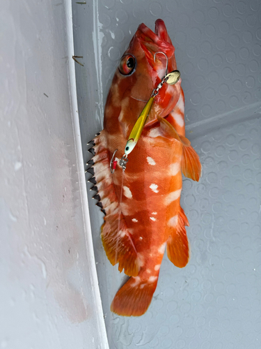 オオモンハタの釣果