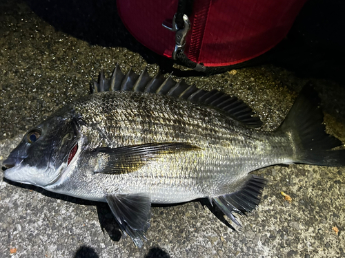 クロダイの釣果