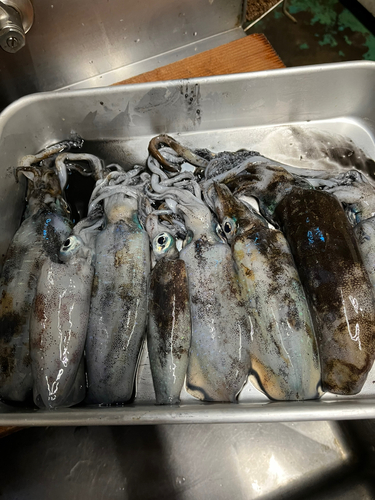 アオリイカの釣果