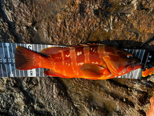 アカハタの釣果