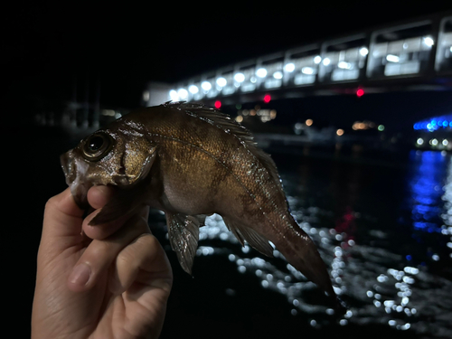 クロメバルの釣果