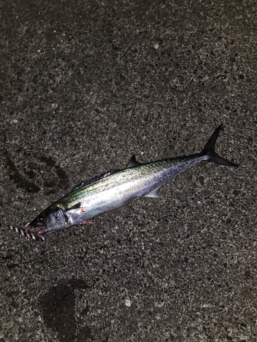 サゴシの釣果