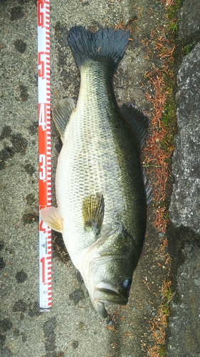 ブラックバスの釣果