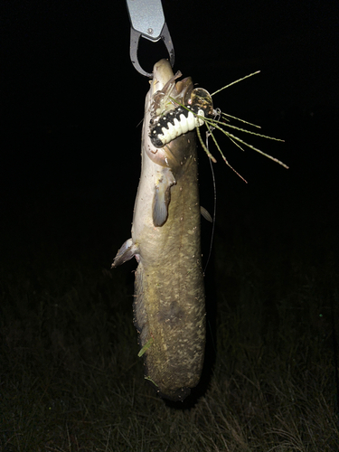 ナマズの釣果