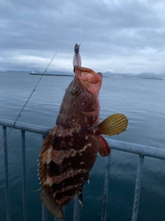 キジハタの釣果